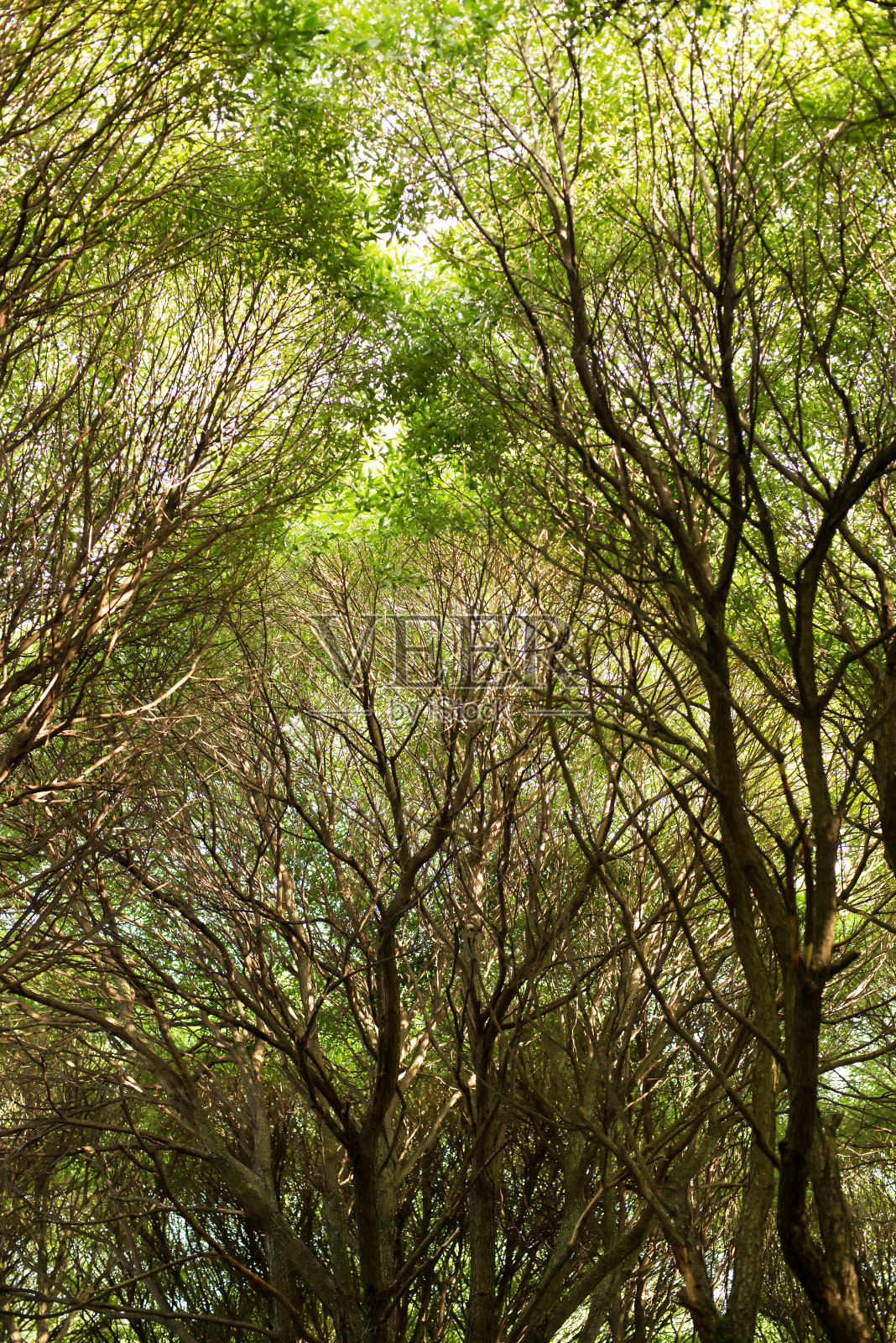树枝和树干,春意盎然。公园里的大树。照片摄影图片