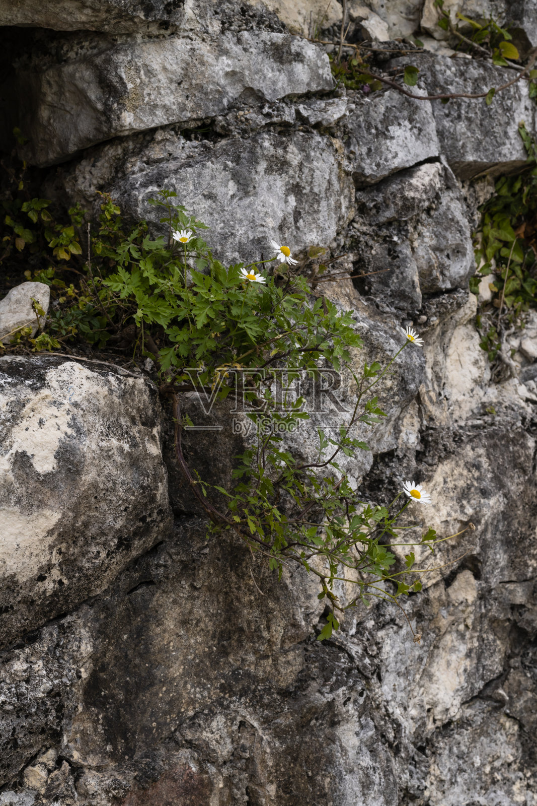 阿纳科opia堡垒是一座防御建筑,是新阿索斯市的历史地标照片摄影图片