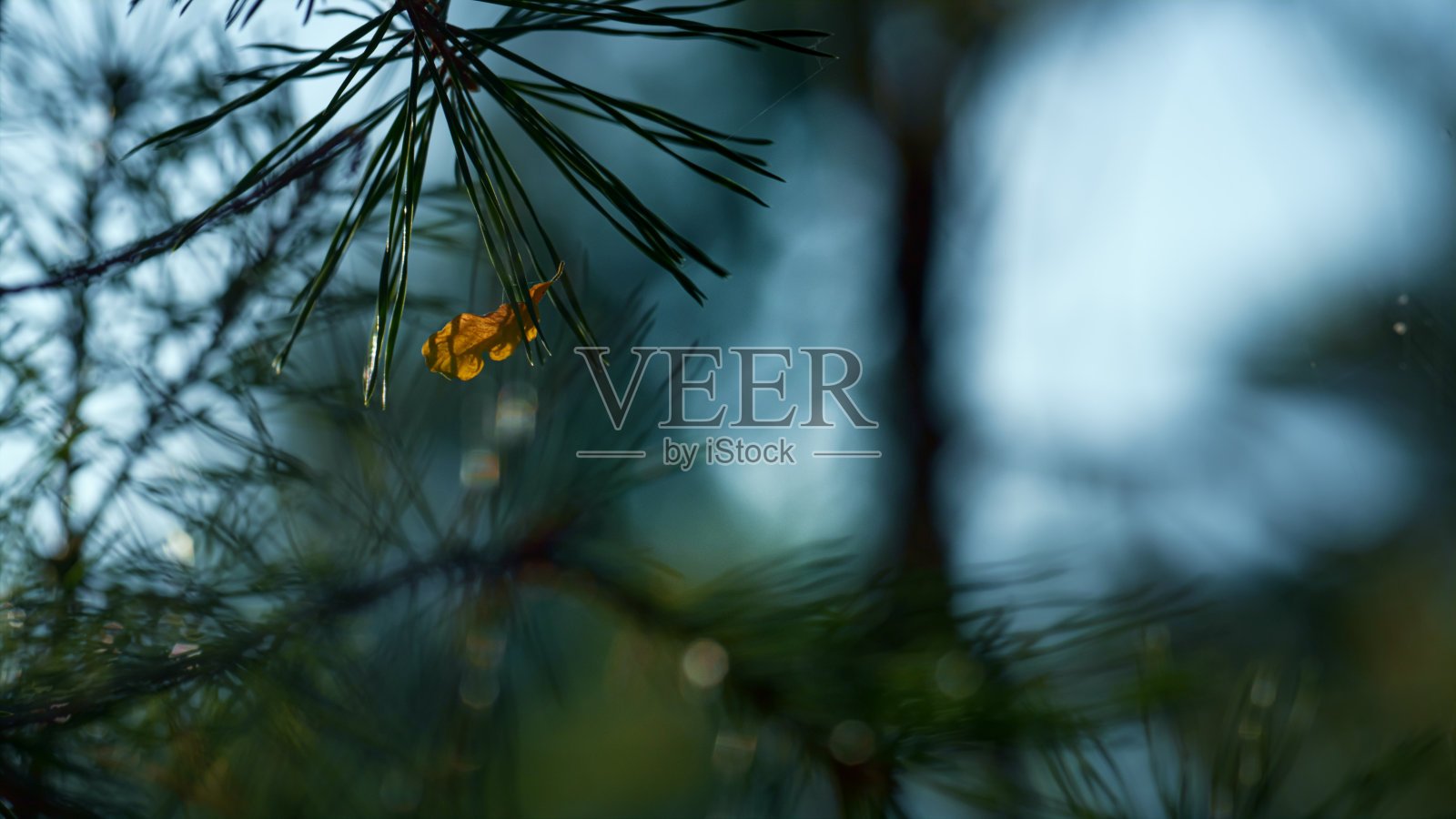 森林绿油油的冷杉枝生长在秋高气爽的郊外。照片摄影图片