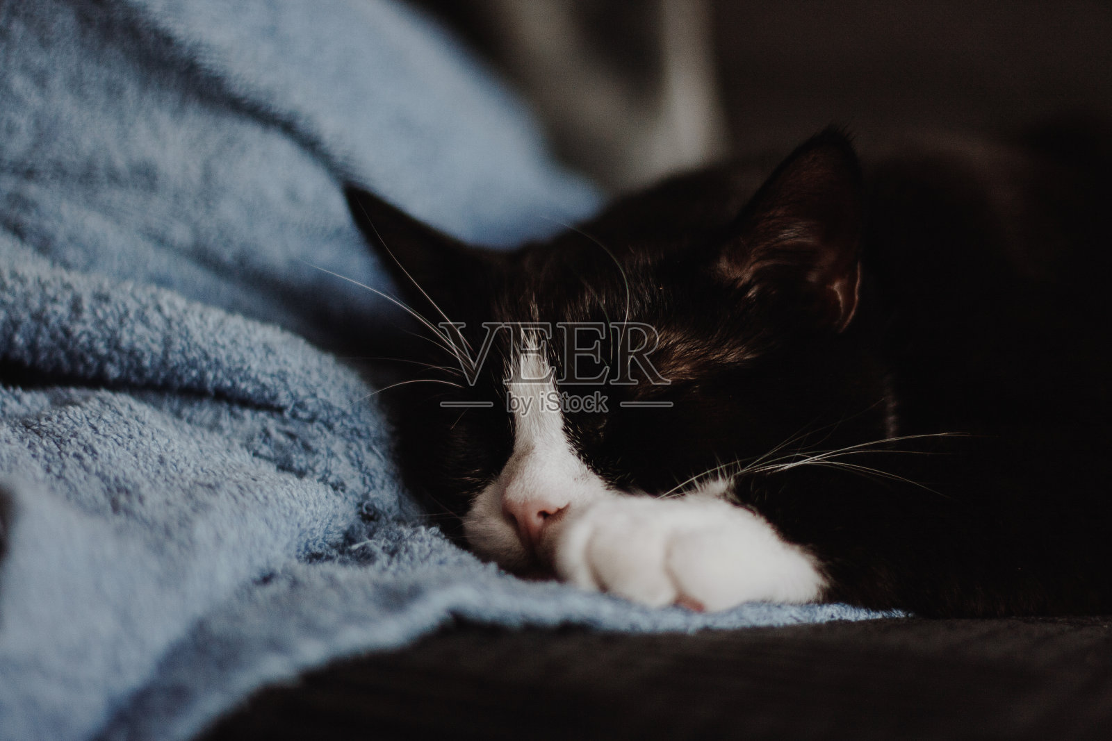 一只可爱的白爪子黑猫躺在木地板上柔软的毯子上照片摄影图片