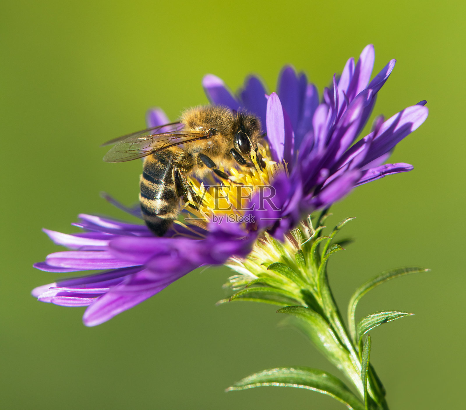 拉丁美洲蜜蜂或蜜蜂,开蓝色花照片摄影图片