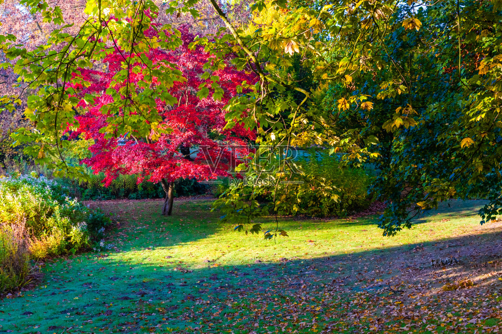 秋天在公园照片摄影图片