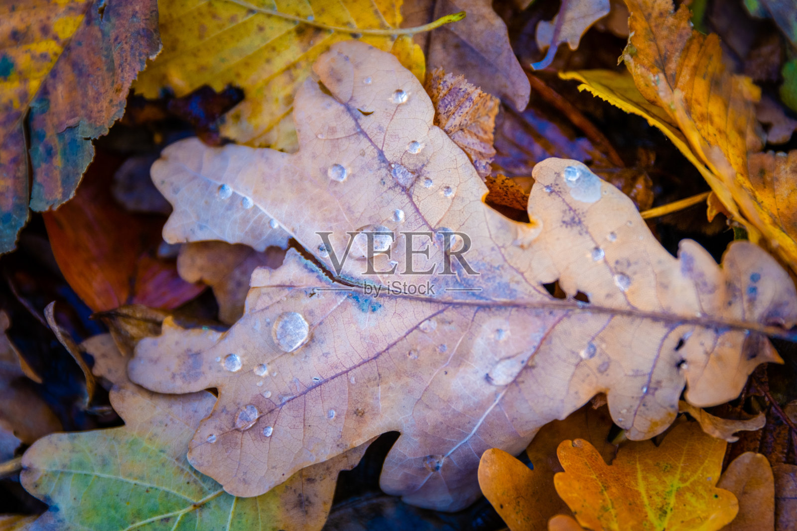 秋天在公园照片摄影图片