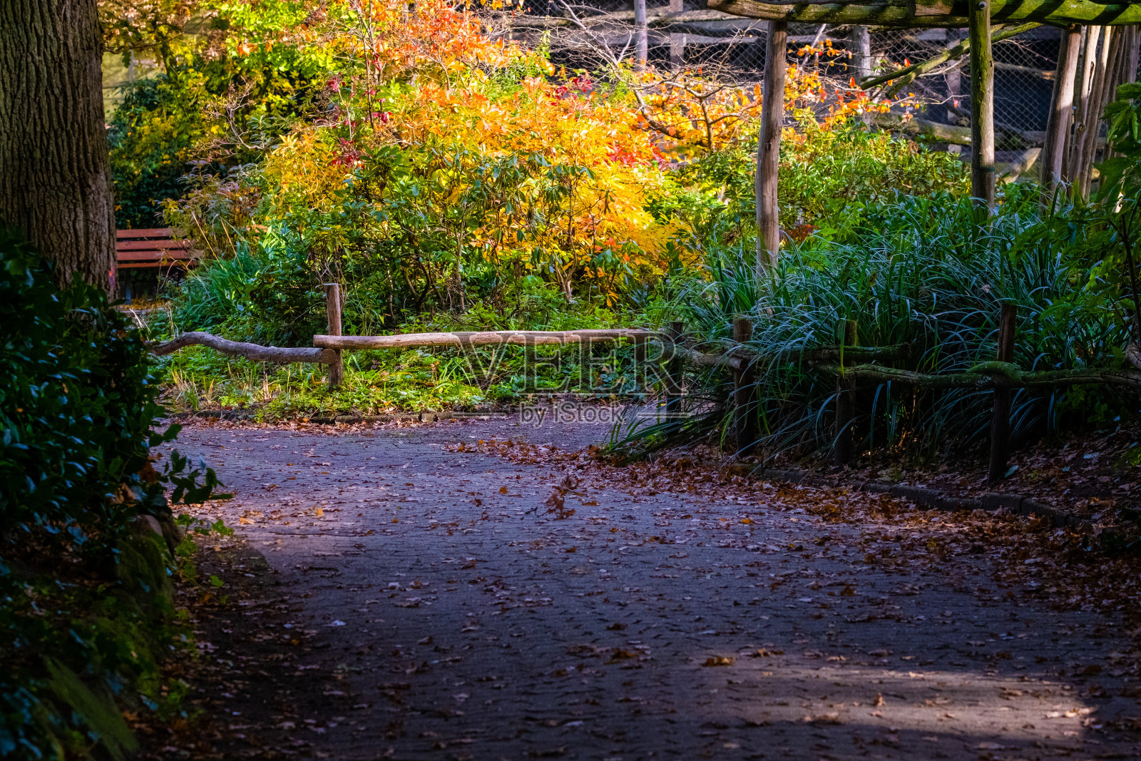 秋天在公园照片摄影图片