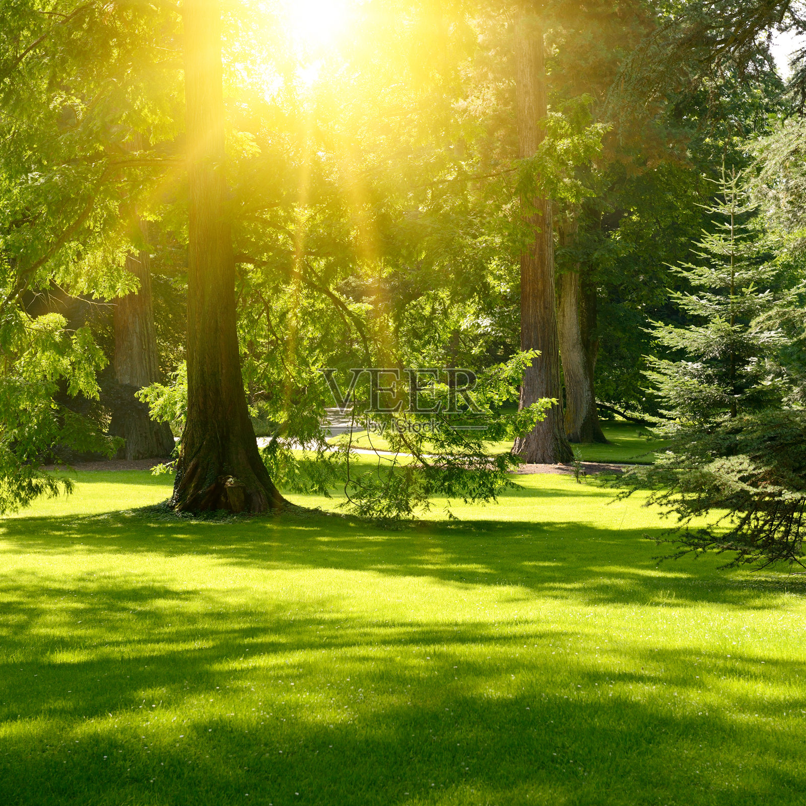 美丽的公园里,日出的光辉灿烂照片摄影图片