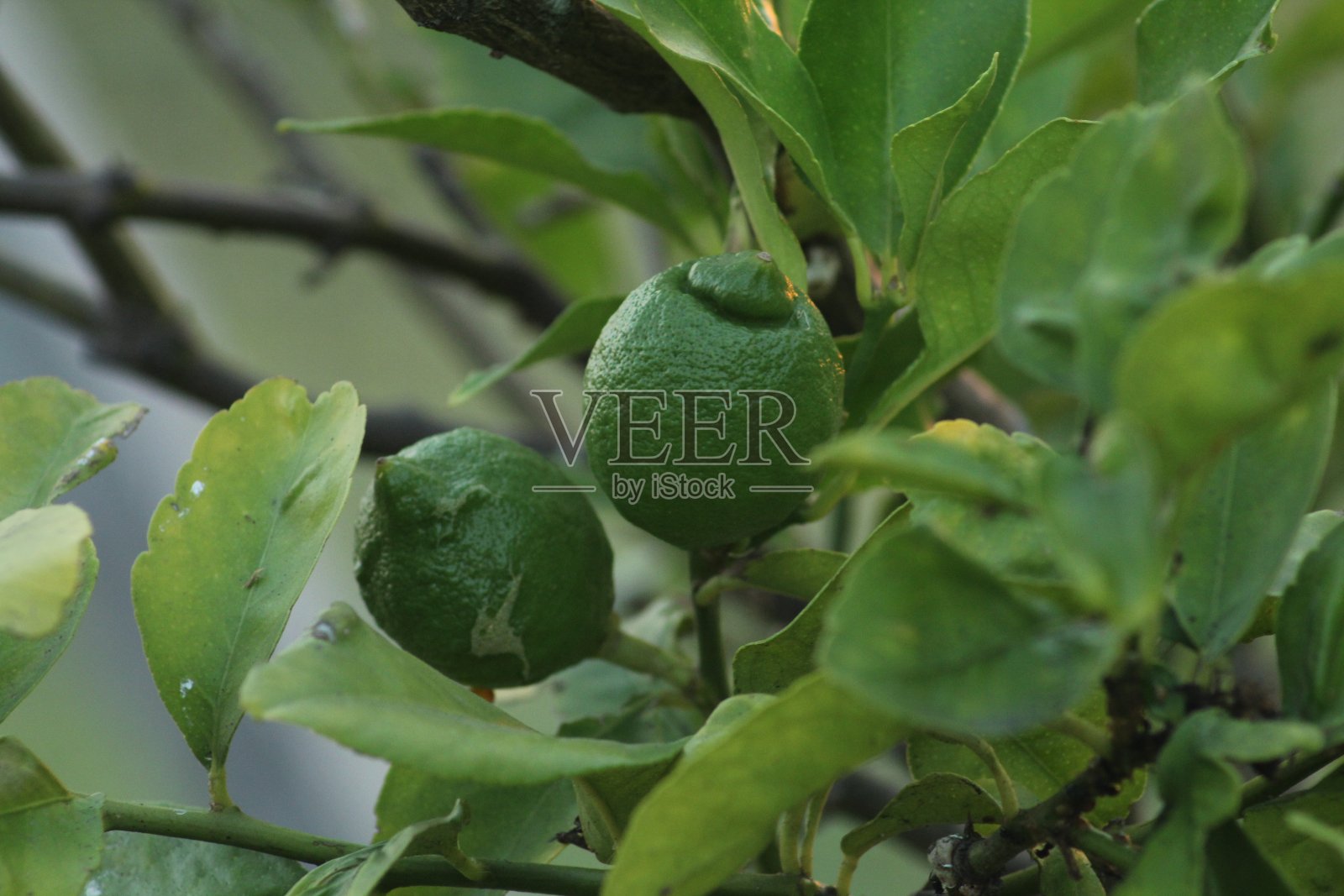 柠檬照片摄影图片