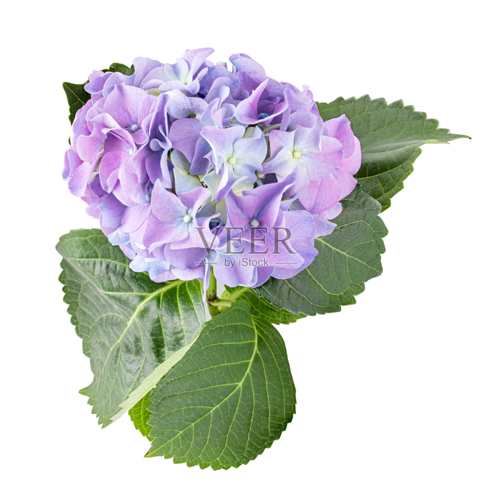 绣球花孤立在白色背景上照片摄影图片