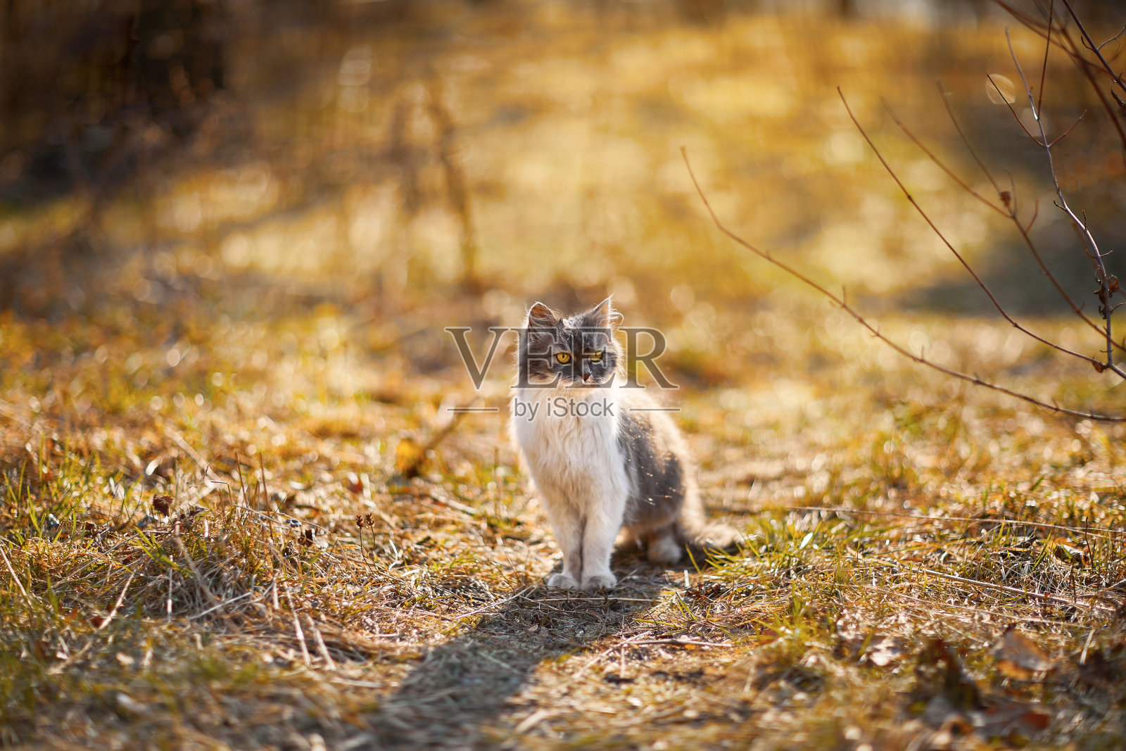 毛茸茸的顽皮的猫在花园里散步照片摄影图片