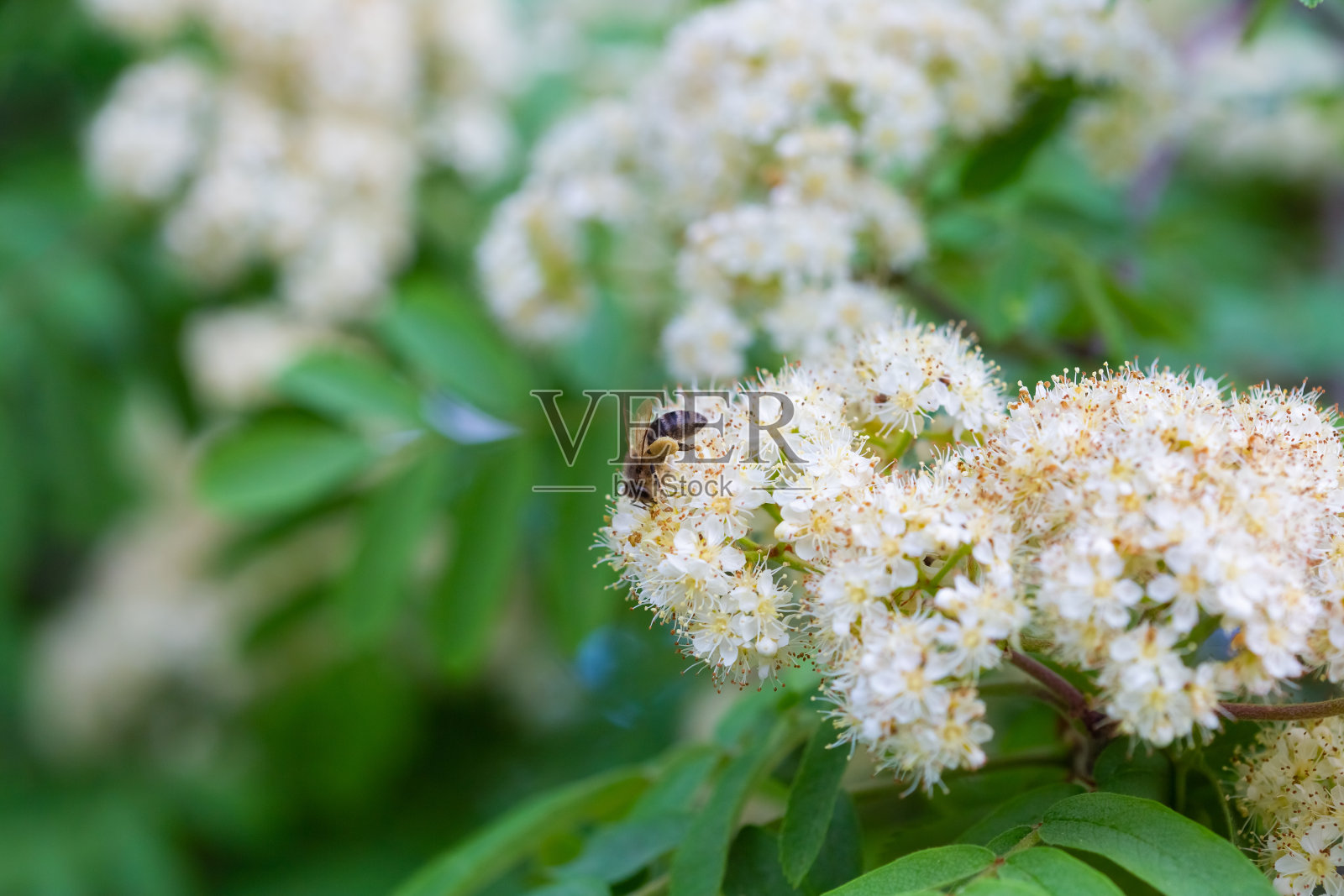 一只在开花的山灰上的蜜蜂照片摄影图片