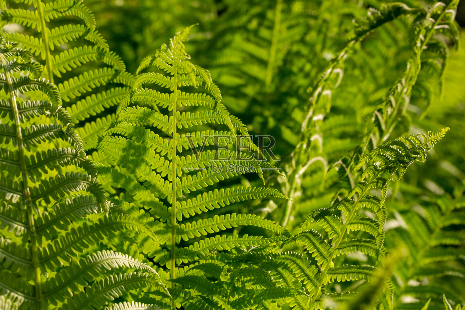 森林中生长的浅绿色蕨类植物叶子的特写。照片摄影图片