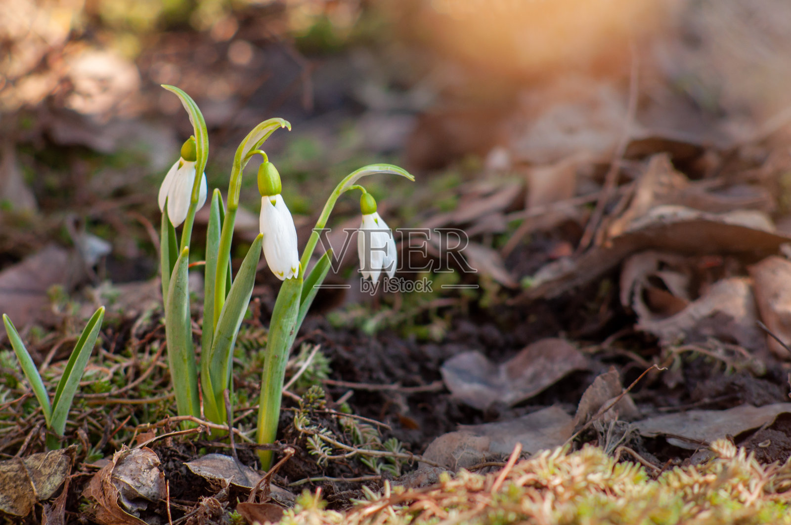白色的雪花莲花在春天阳光的照射下,背景散焦照片摄影图片