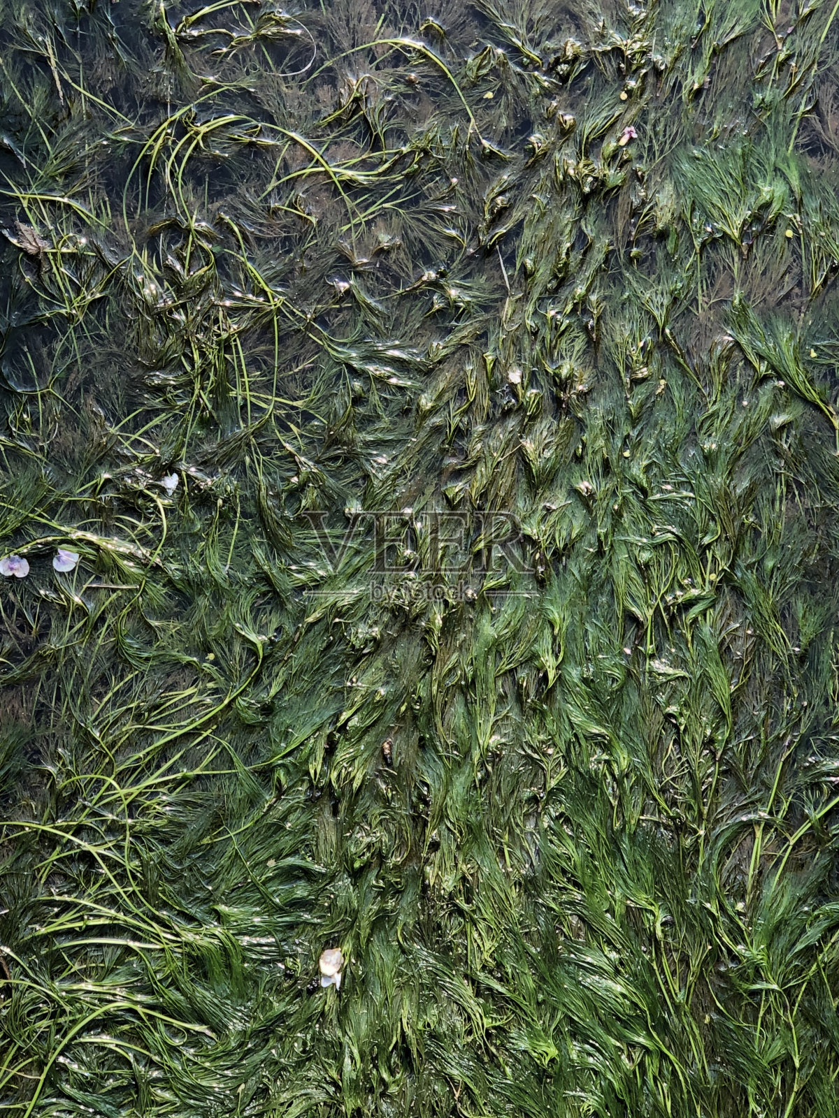 溪流中的杂草照片摄影图片