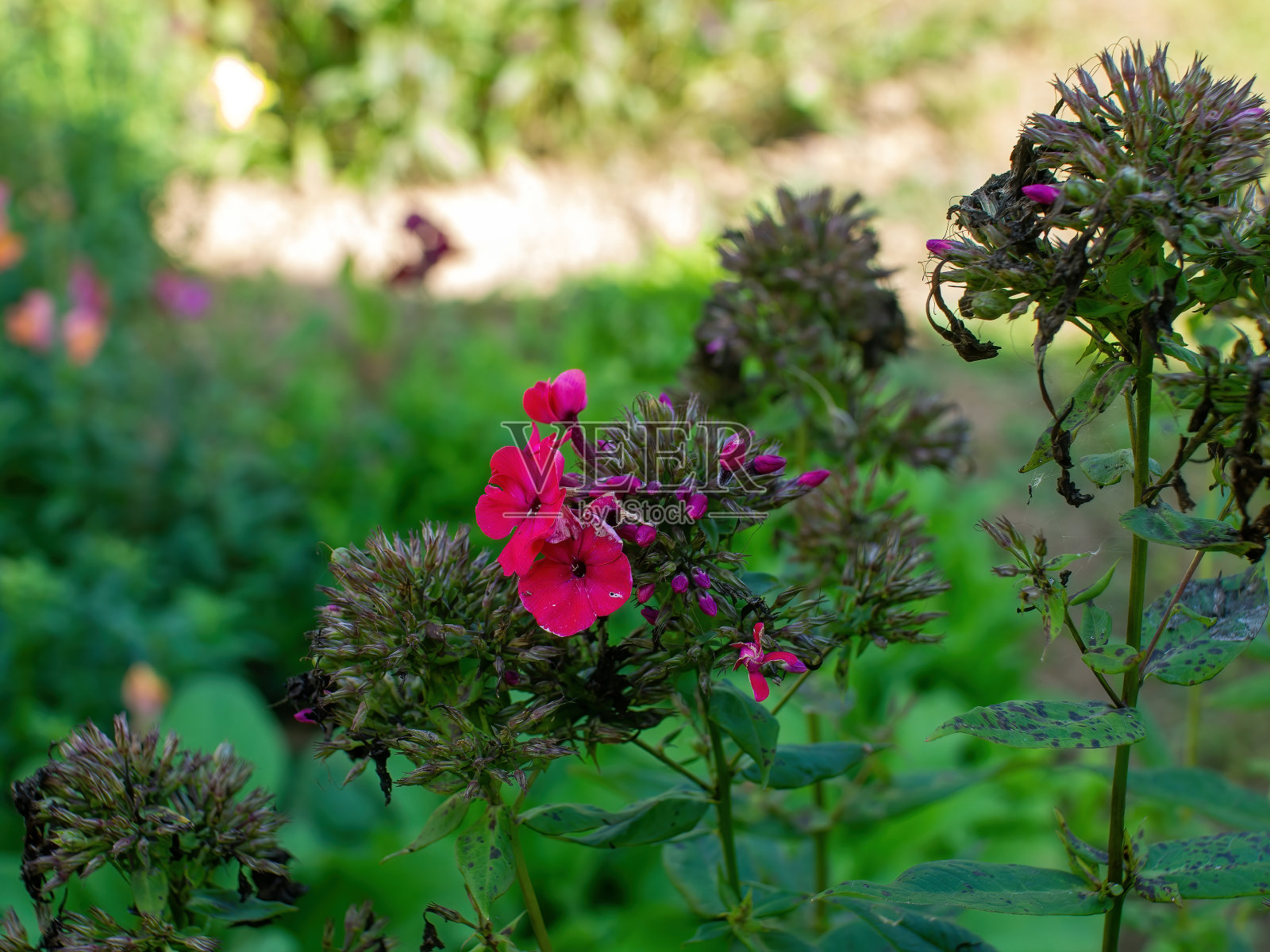 花园里有夹竹桃花照片摄影图片