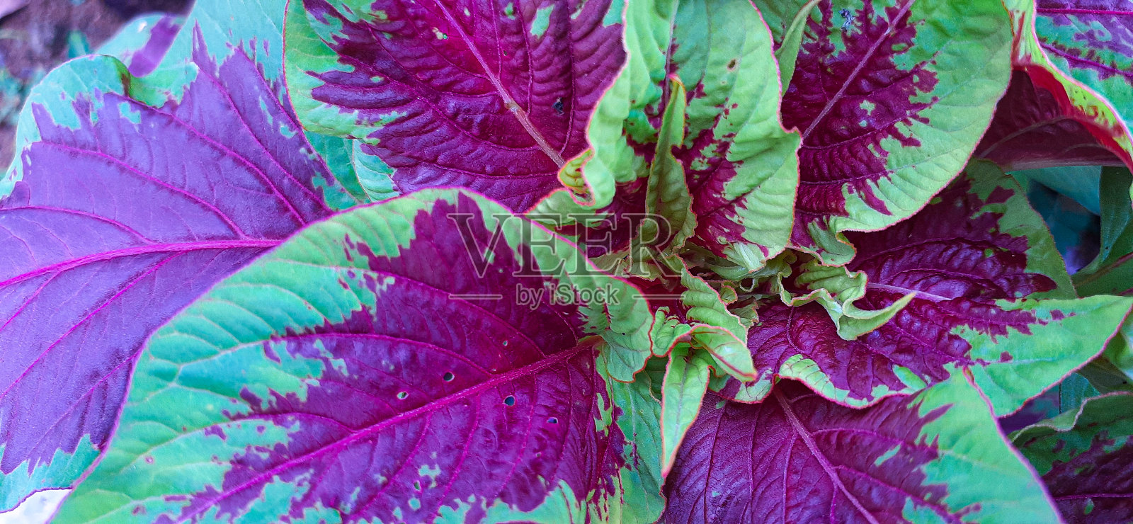 青葙花的叶子照片摄影图片