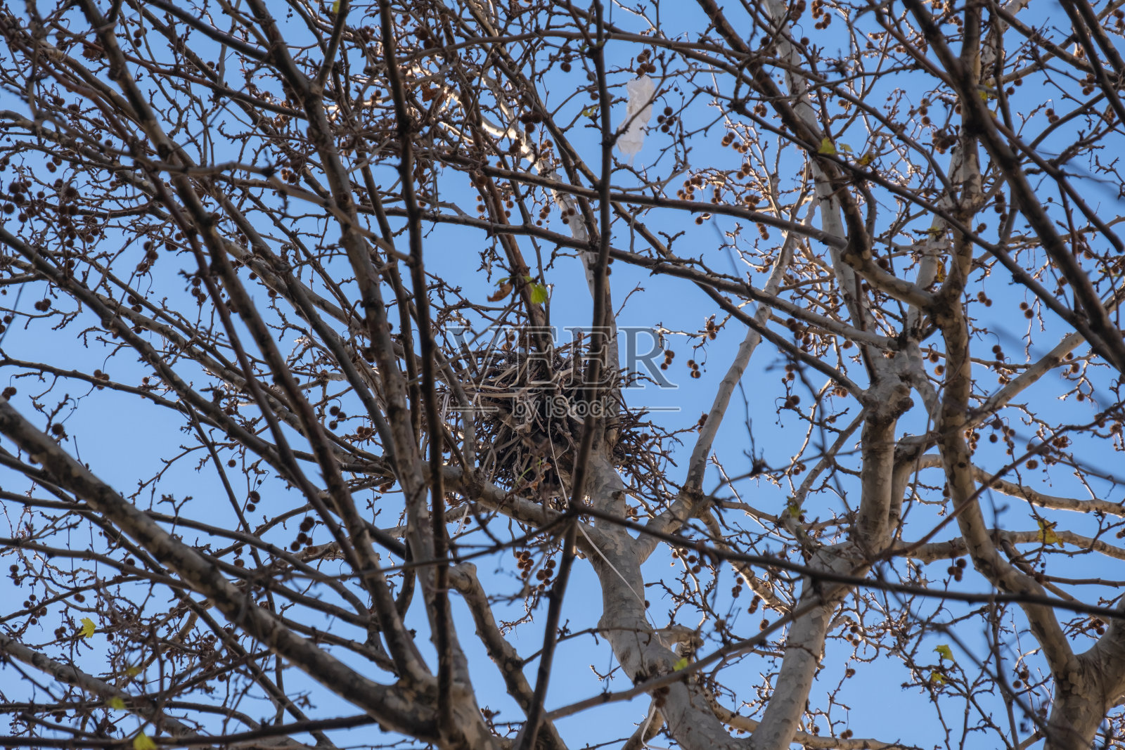 鸟巢在树枝间照片摄影图片