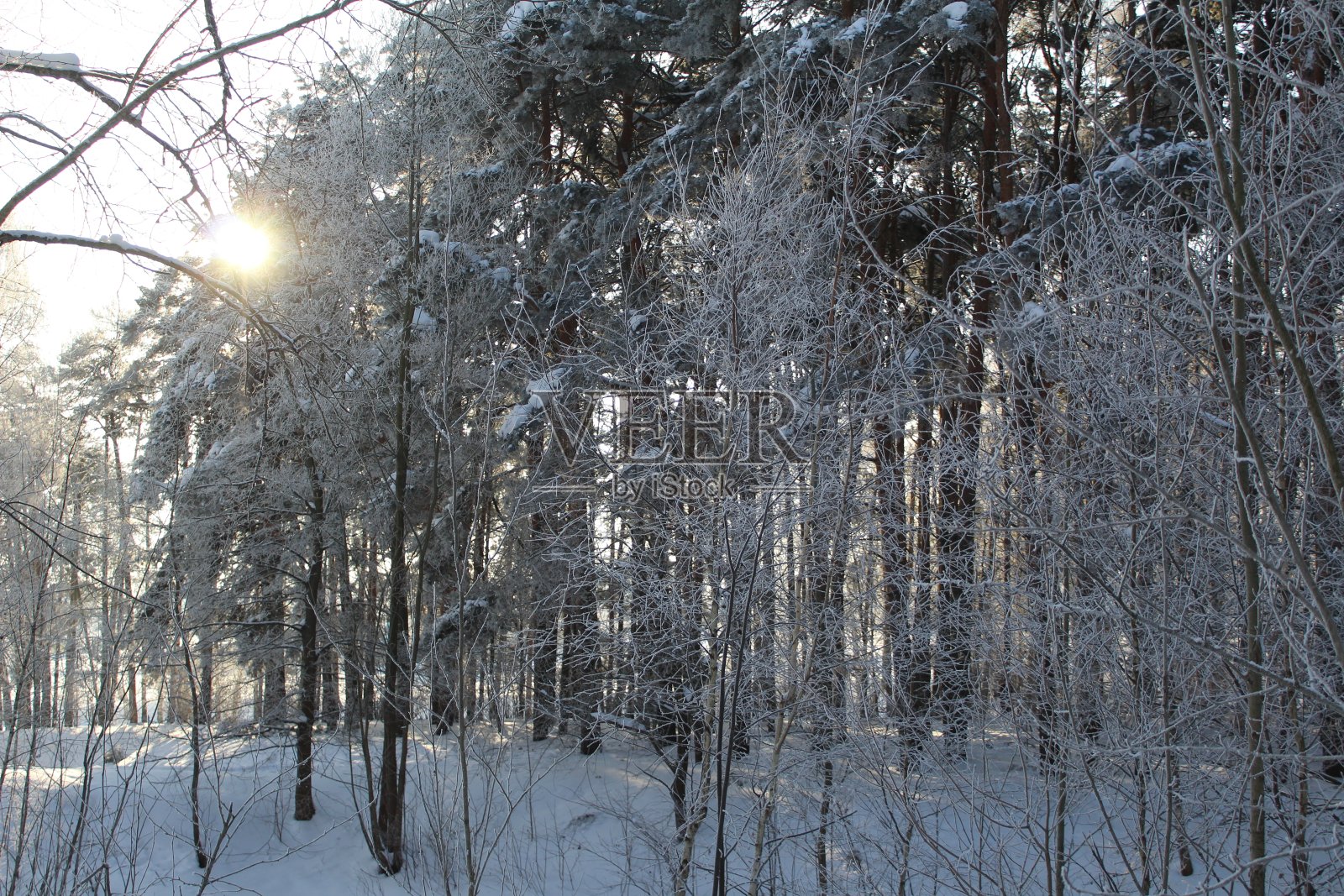冬季景观森林和阳光照片摄影图片