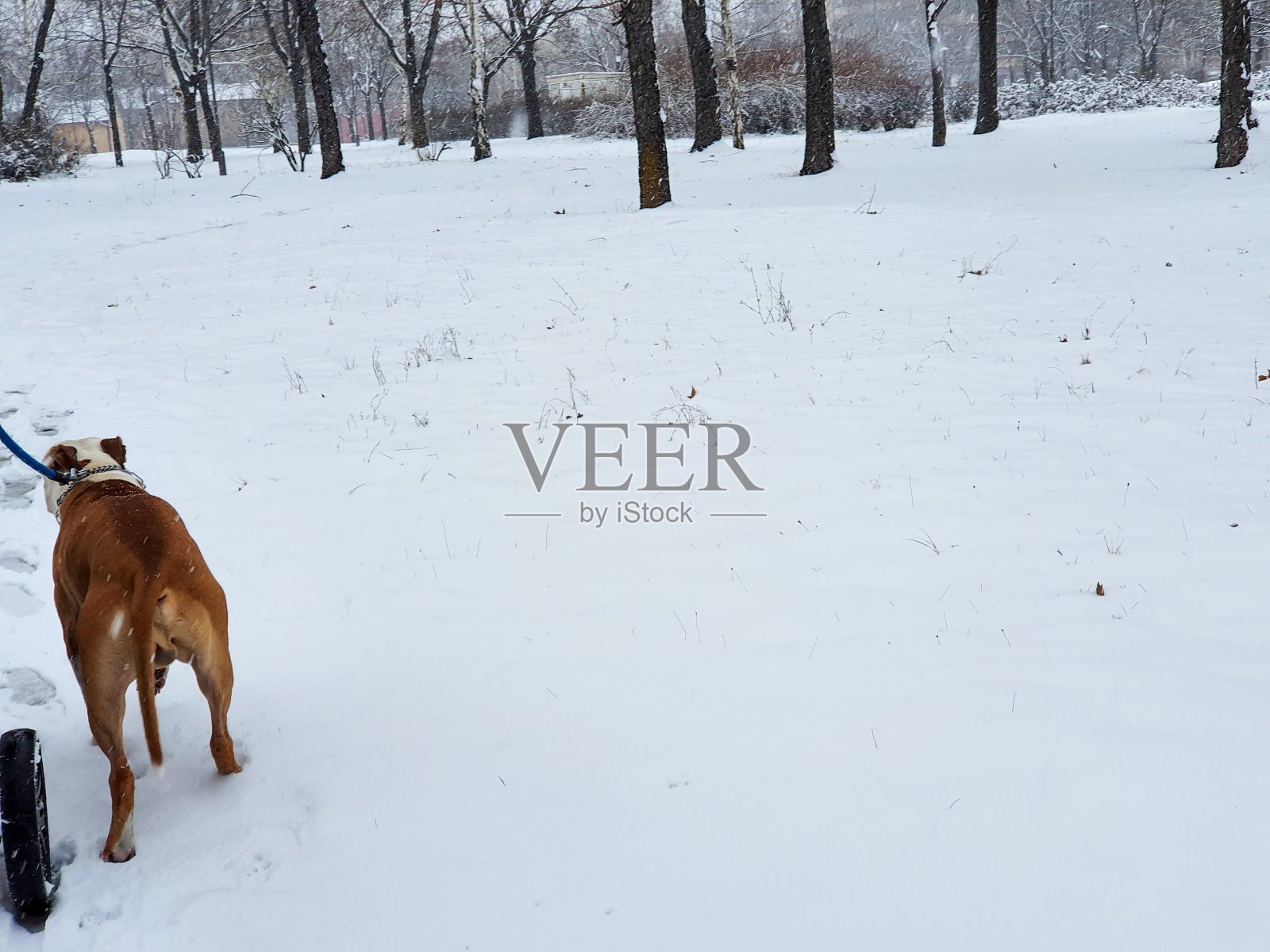 狗喜欢在外面的雪地里玩耍照片摄影图片