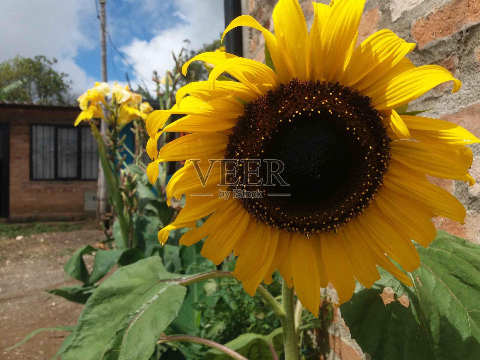 向日葵照片摄影图片