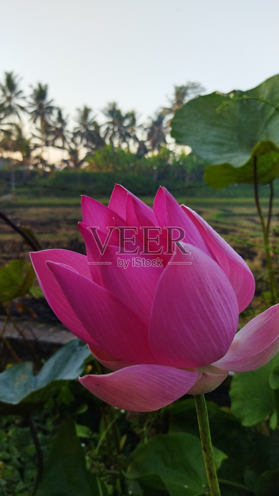 自然照片摄影图片