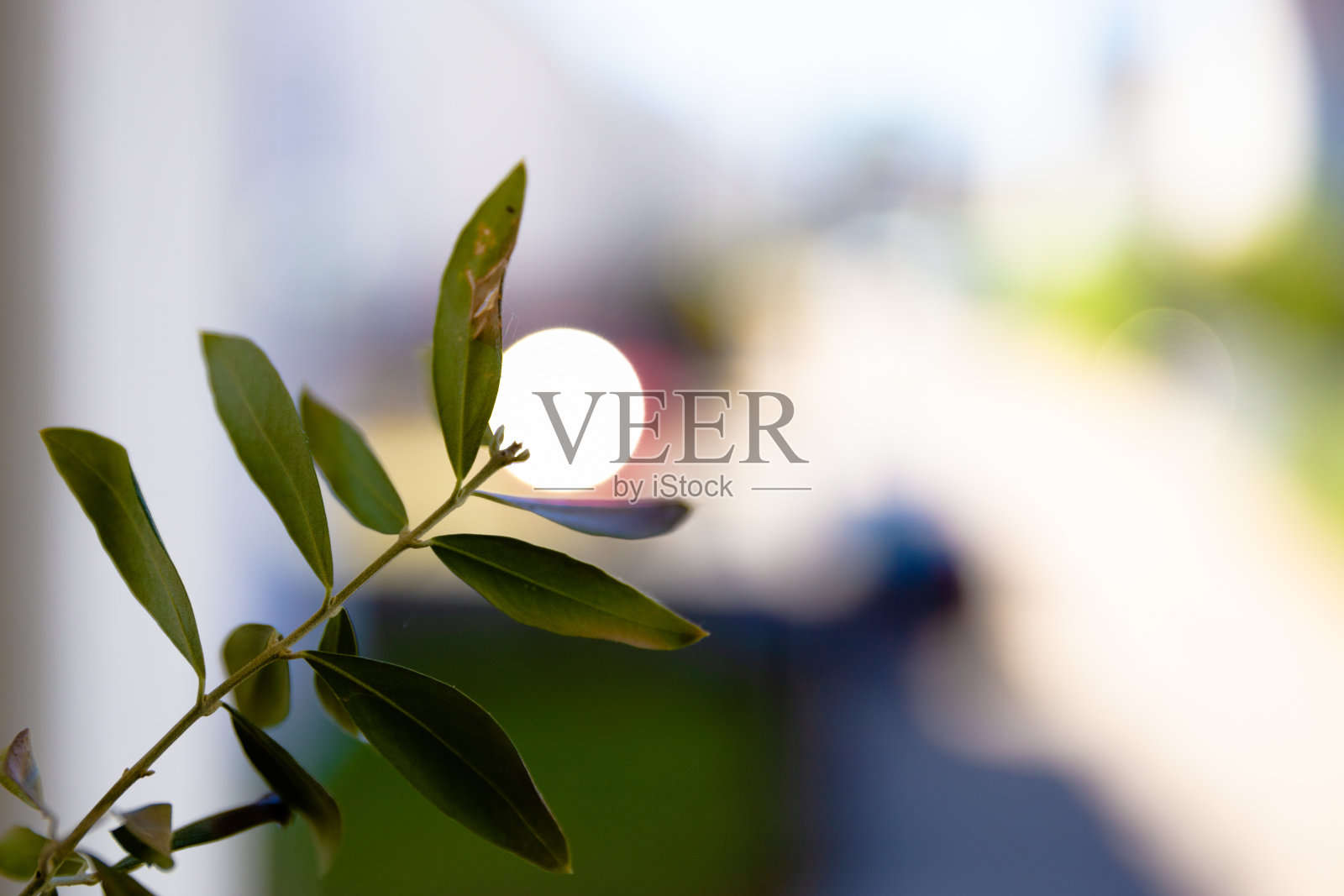 花散景照片摄影图片