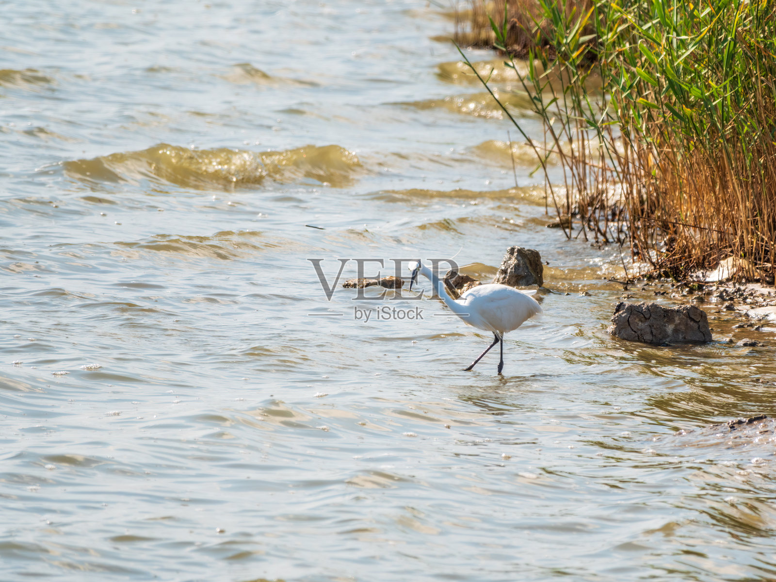 那只白鹭站在湖里照片摄影图片