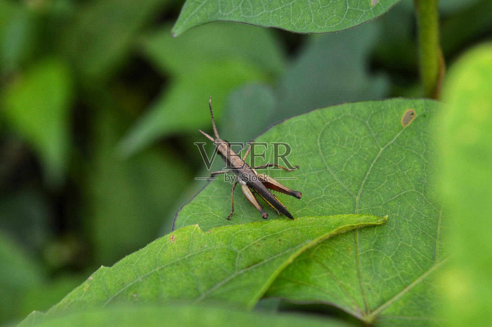 蚱蜢在叶子上照片摄影图片