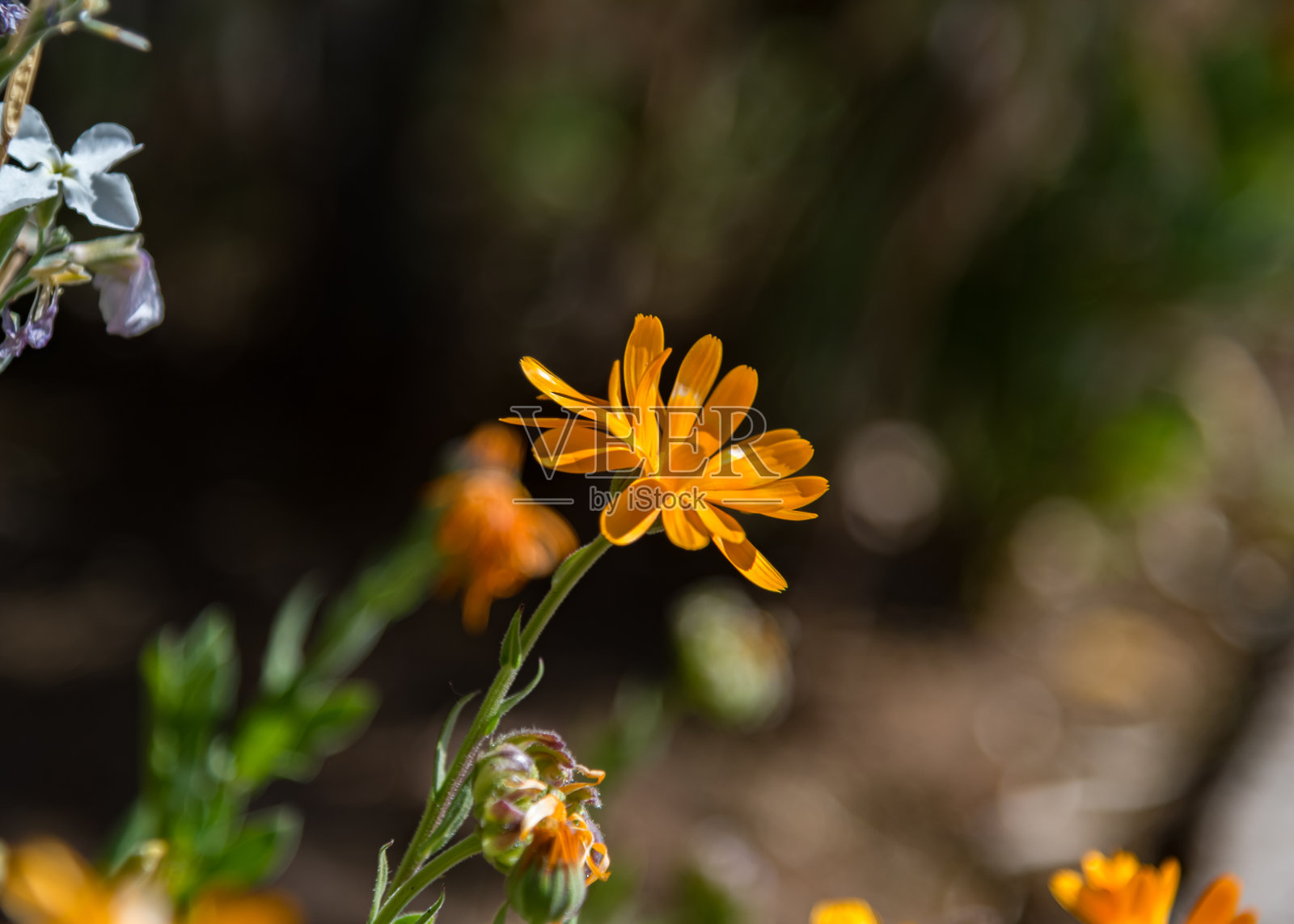 详细的黄色的花照片摄影图片