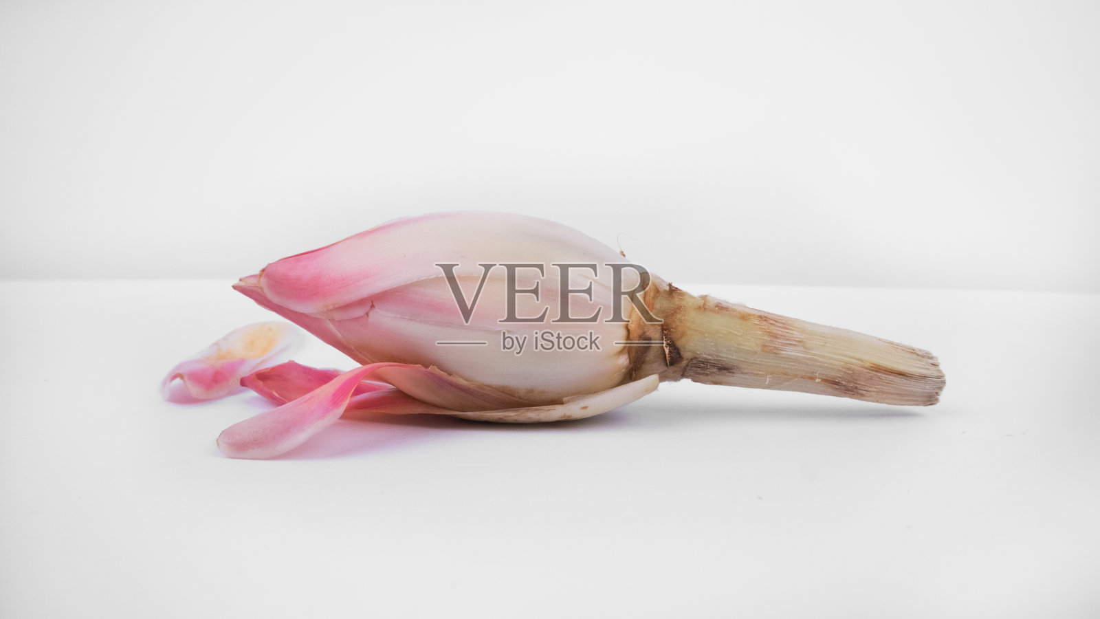 异国火炬姜花照片摄影图片