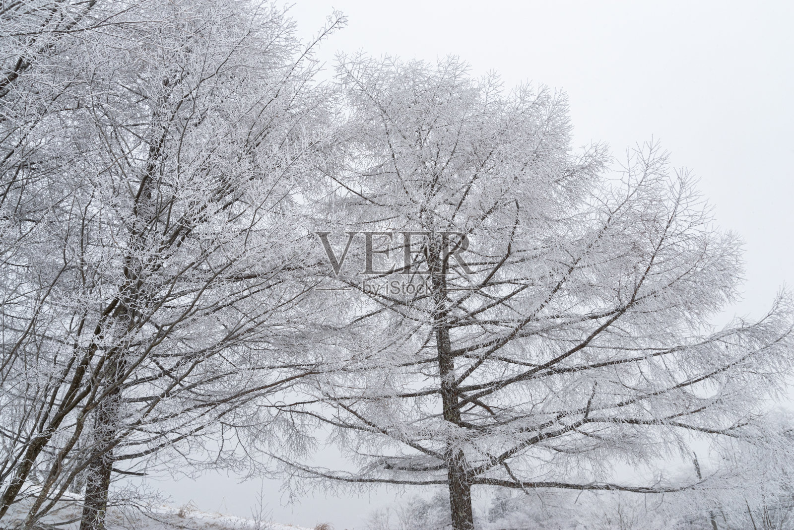 冬天的景色照片摄影图片