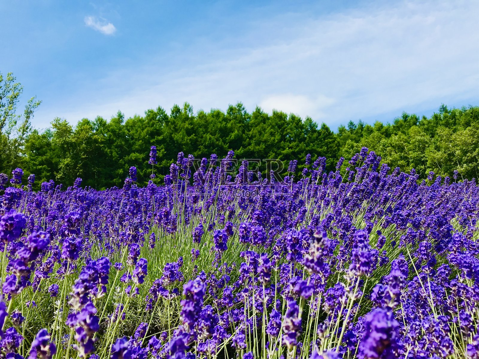 薰衣草照片摄影图片