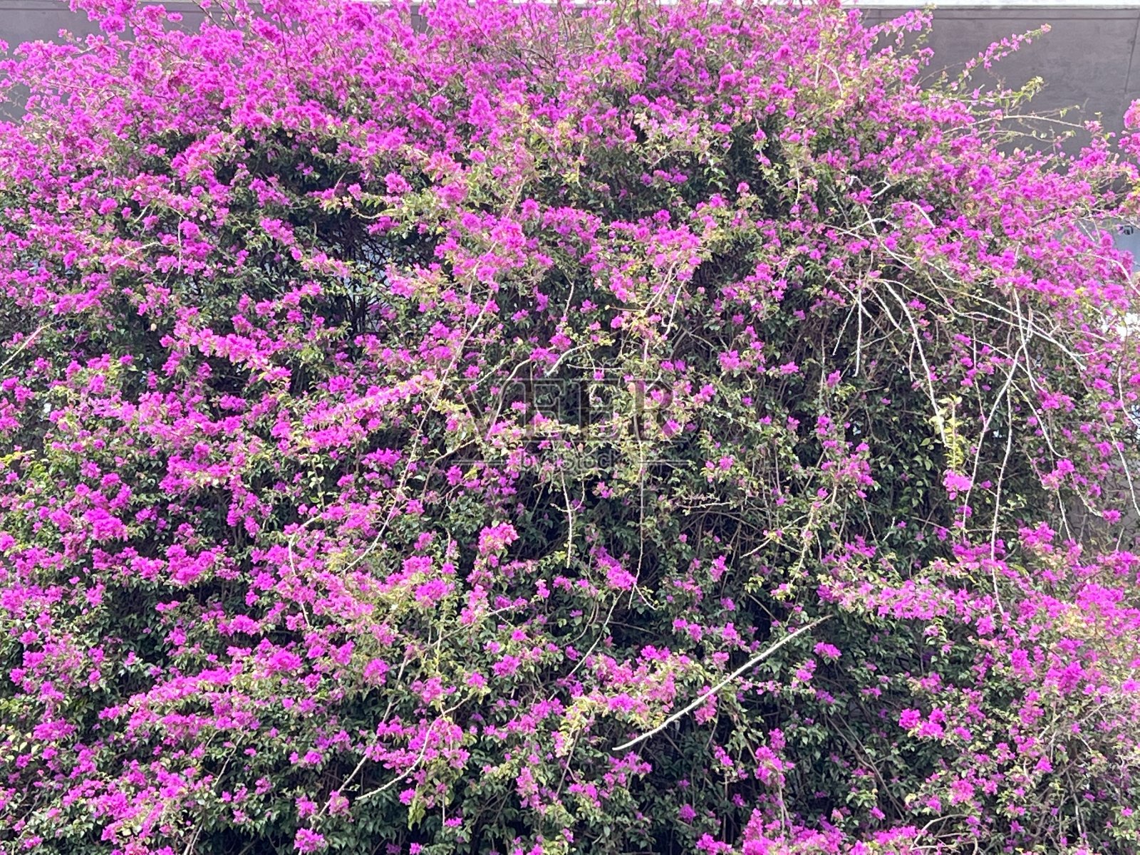 墙上开满了九重葛花照片摄影图片