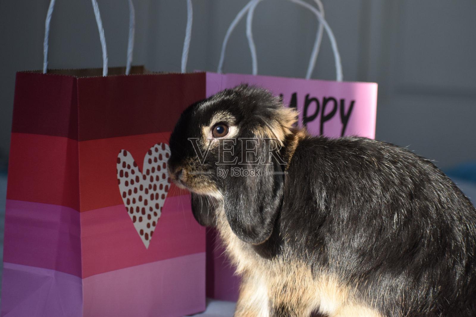 可爱的小兔子旁边的礼物袋与心的图片照片摄影图片