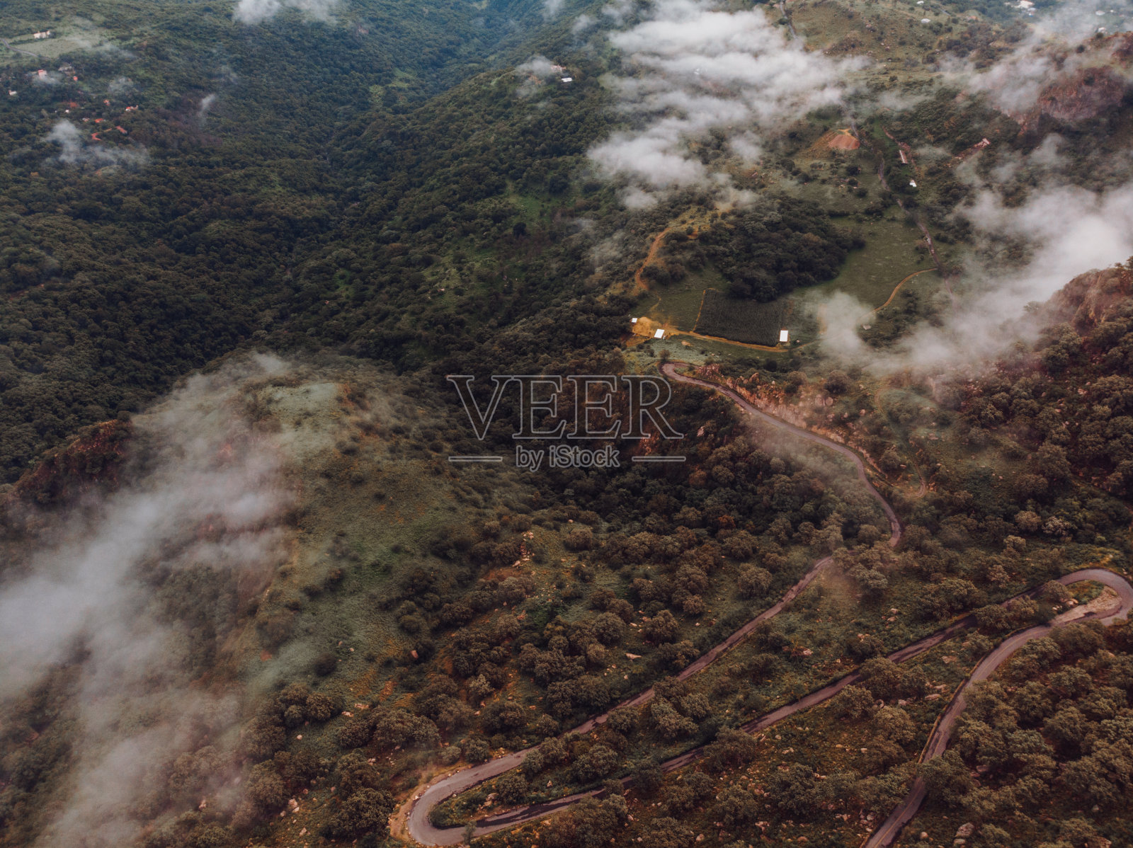 森林里的一条小路照片摄影图片