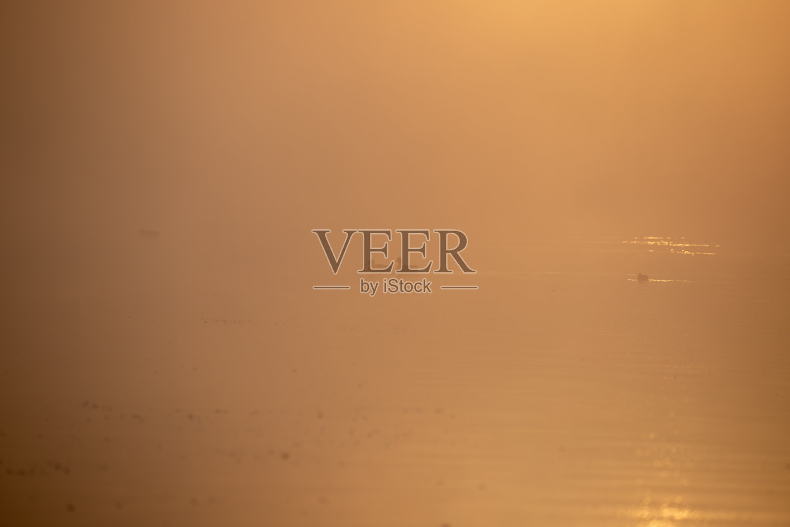 一种北方针尾鸟照片摄影图片