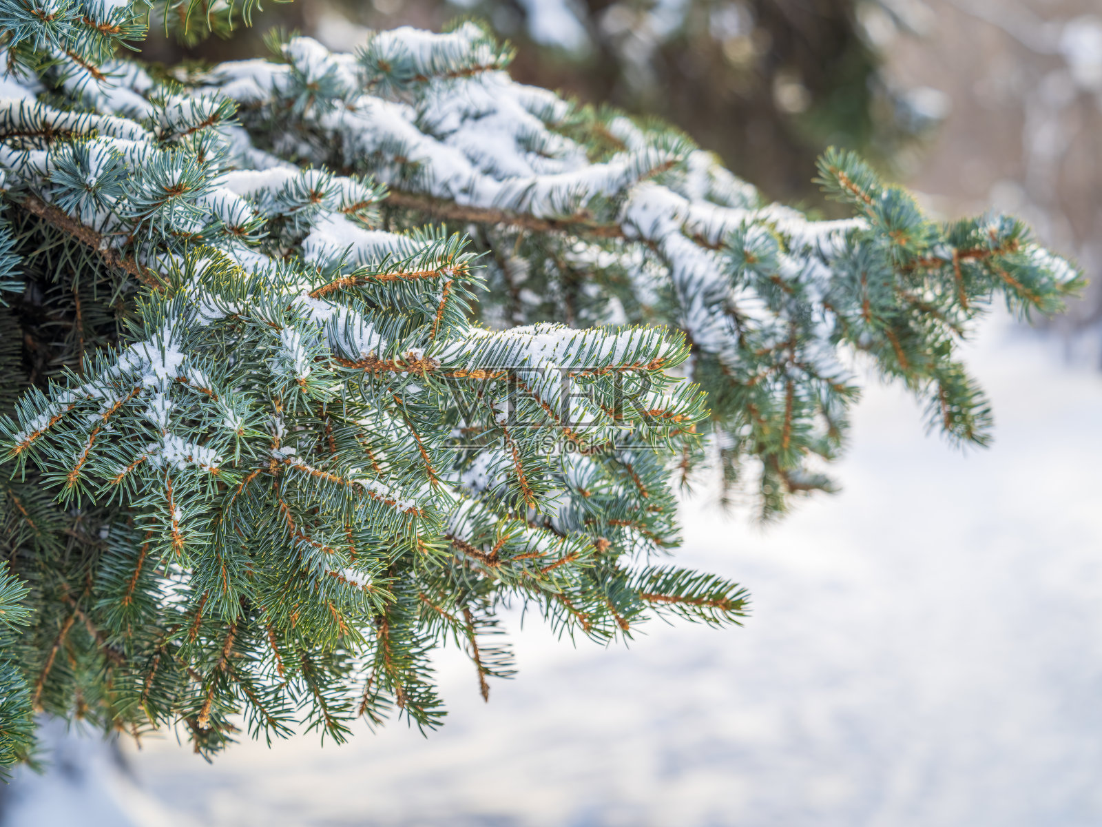 冬天的冷杉树枝上覆盖着皑皑白雪照片摄影图片
