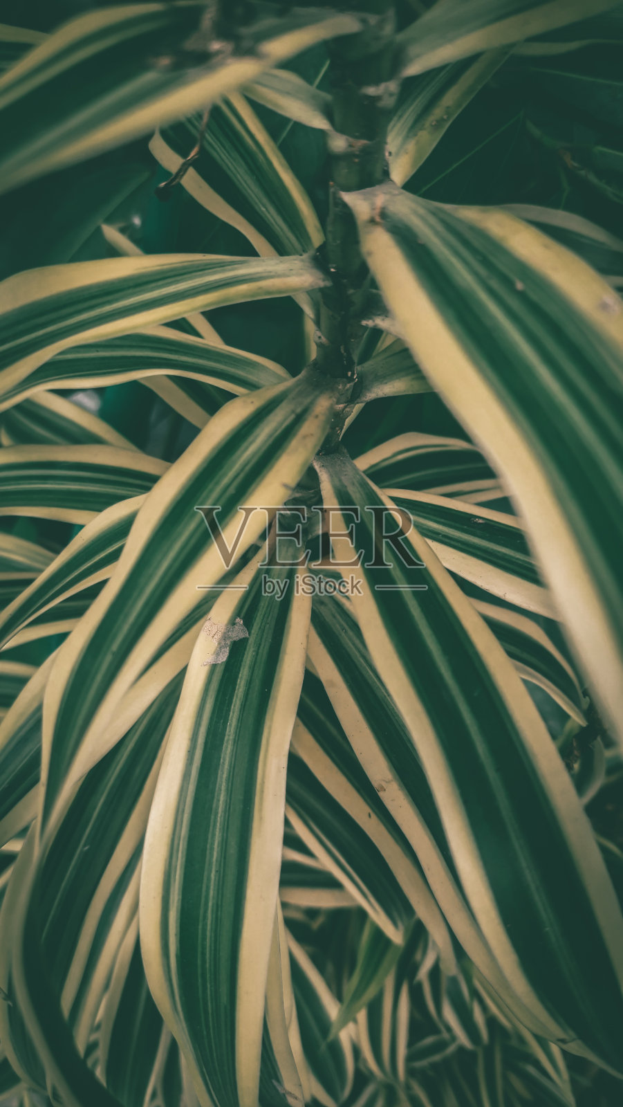 龙血树属植物reflexa照片摄影图片