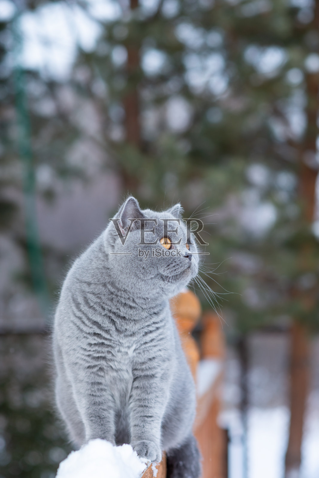 寒冷的冬天,一只灰色的英国猫坐在乡间别墅的栏杆上照片摄影图片