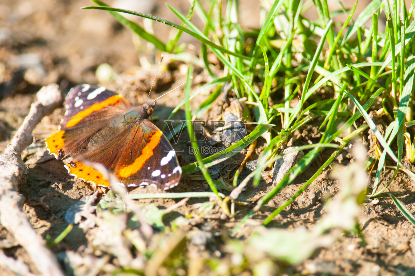 地上画着女人照片摄影图片