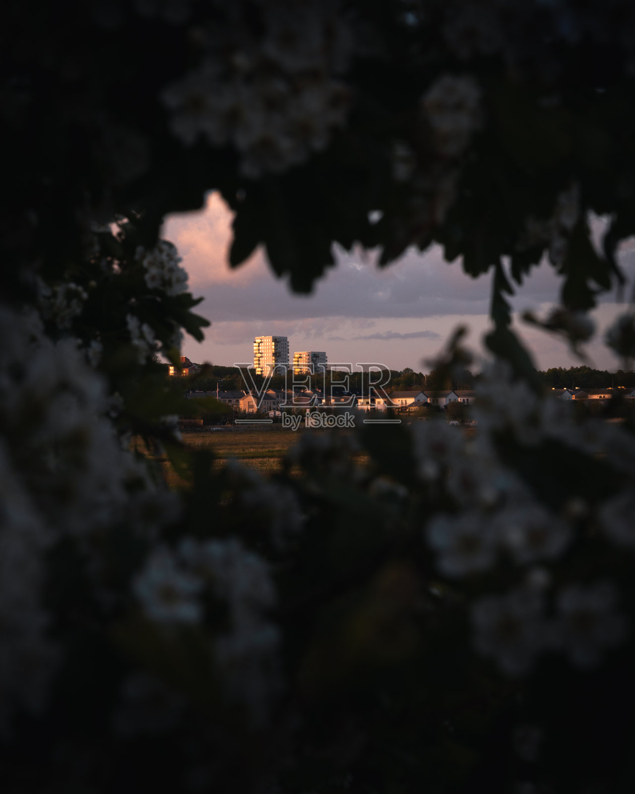 夏天的瑞典隆德,高楼大厦和郊区在夕阳下透过花丛可见照片摄影图片