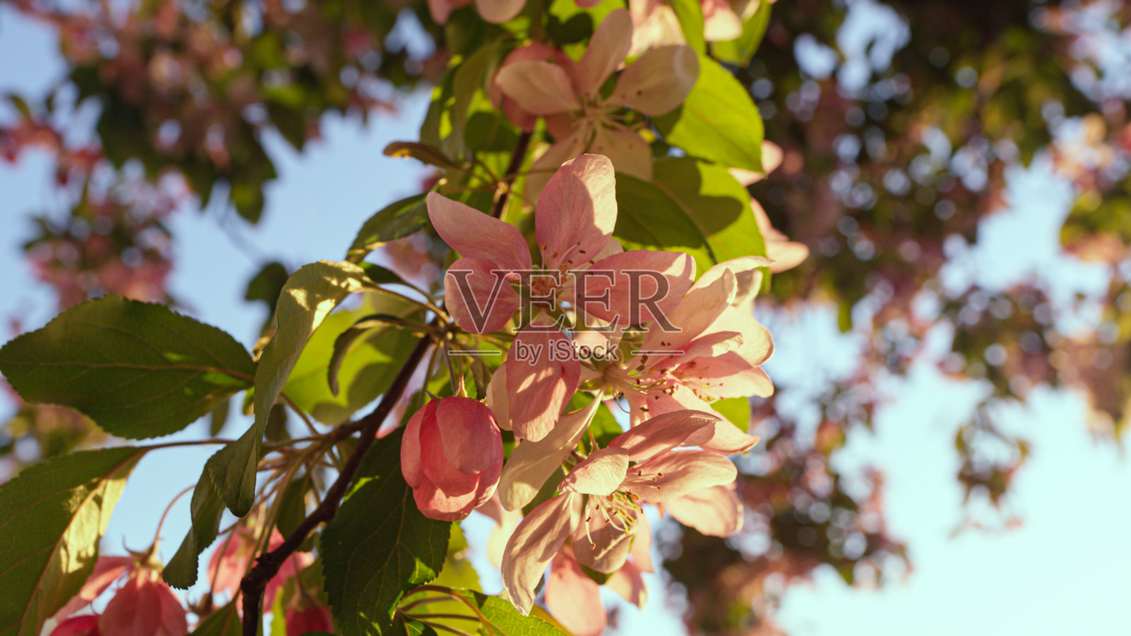 粉红色的樱花在明亮的日出天空中绽放。粉红色的樱花盛开。照片摄影图片