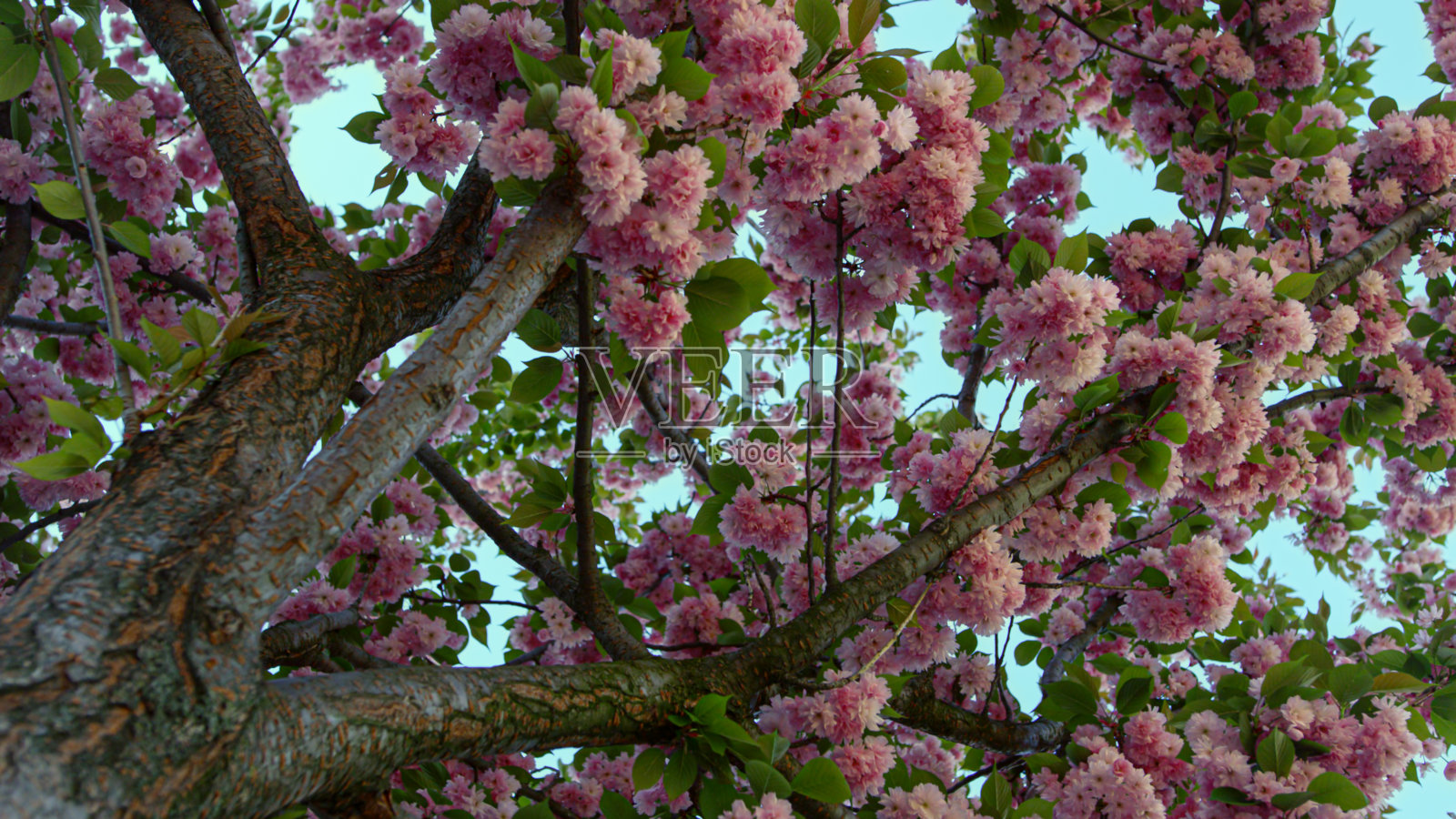 美丽的粉红色樱花在花园的观点从下面。浪漫的风景。照片摄影图片