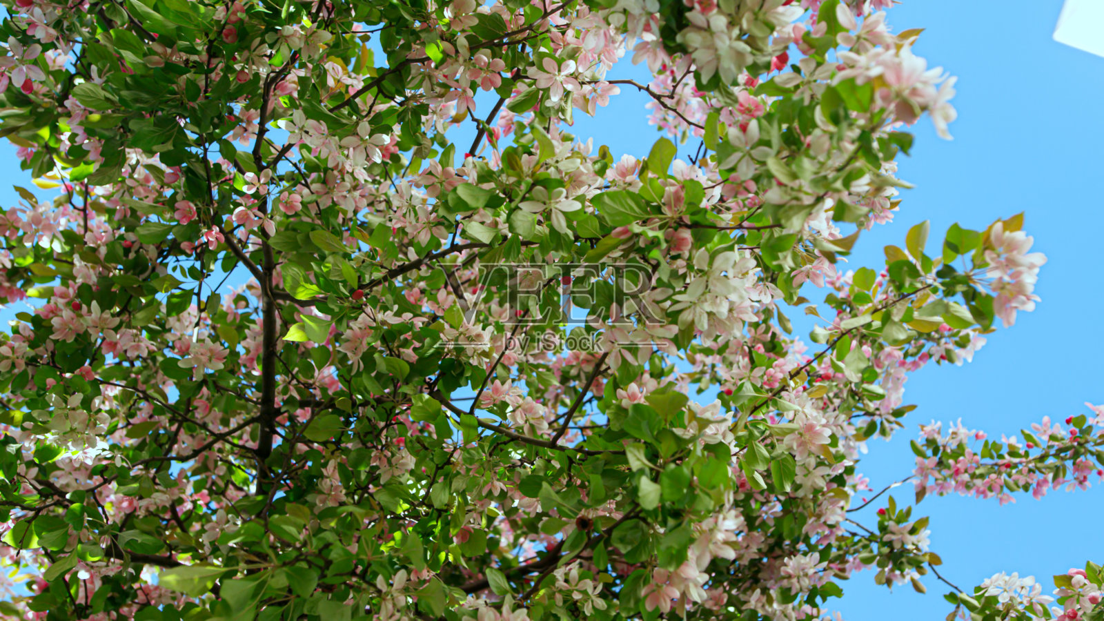 美丽的樱花树对天空的看法。樱花在花园里盛开照片摄影图片