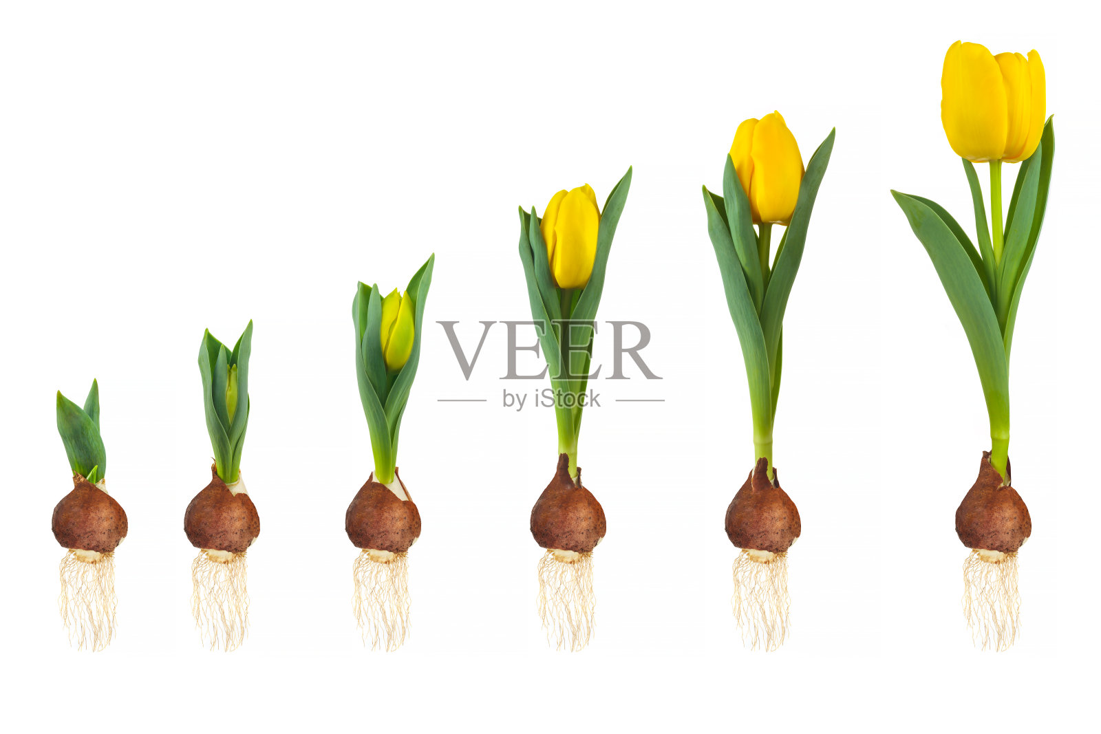 黄色郁金香的生长阶段,从球茎到盛开的花孤立在白色上照片摄影图片