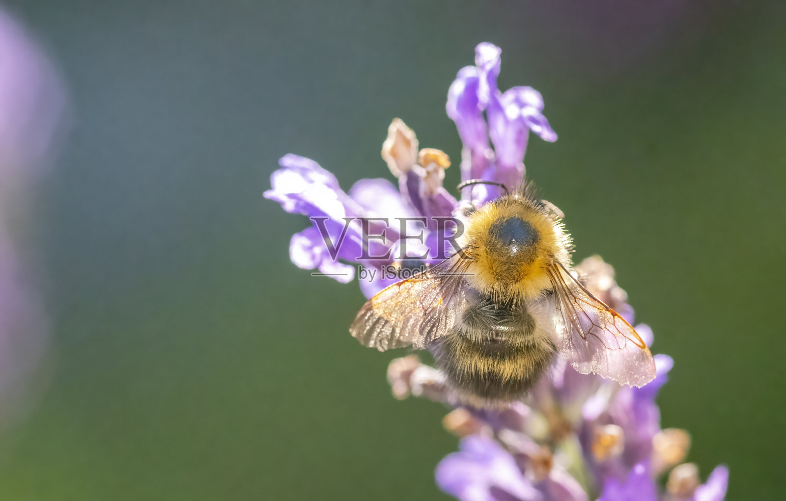 蜜蜂从薰衣草中采集花蜜。照片摄影图片