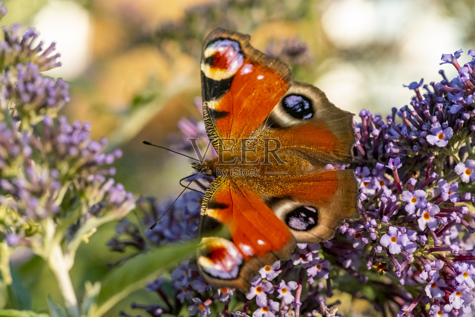 孔雀蝶在醉鱼草花上照片摄影图片