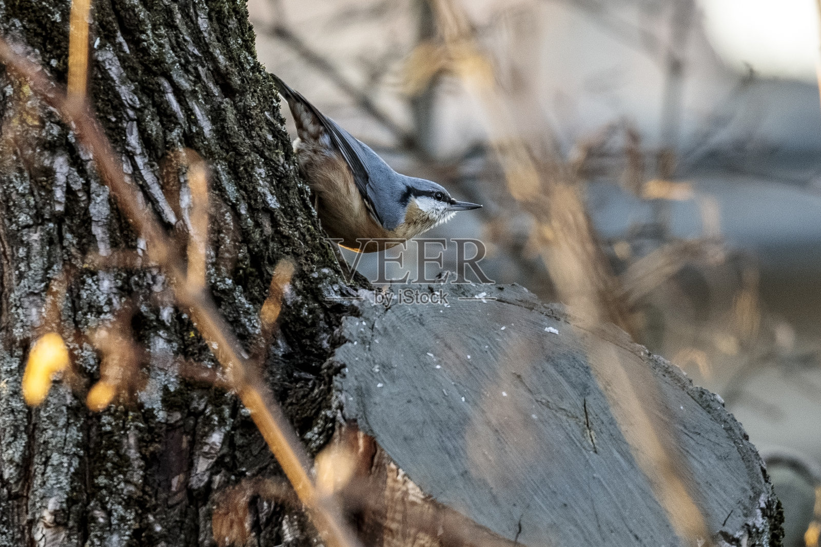 树上的欧亚五分鸟照片摄影图片