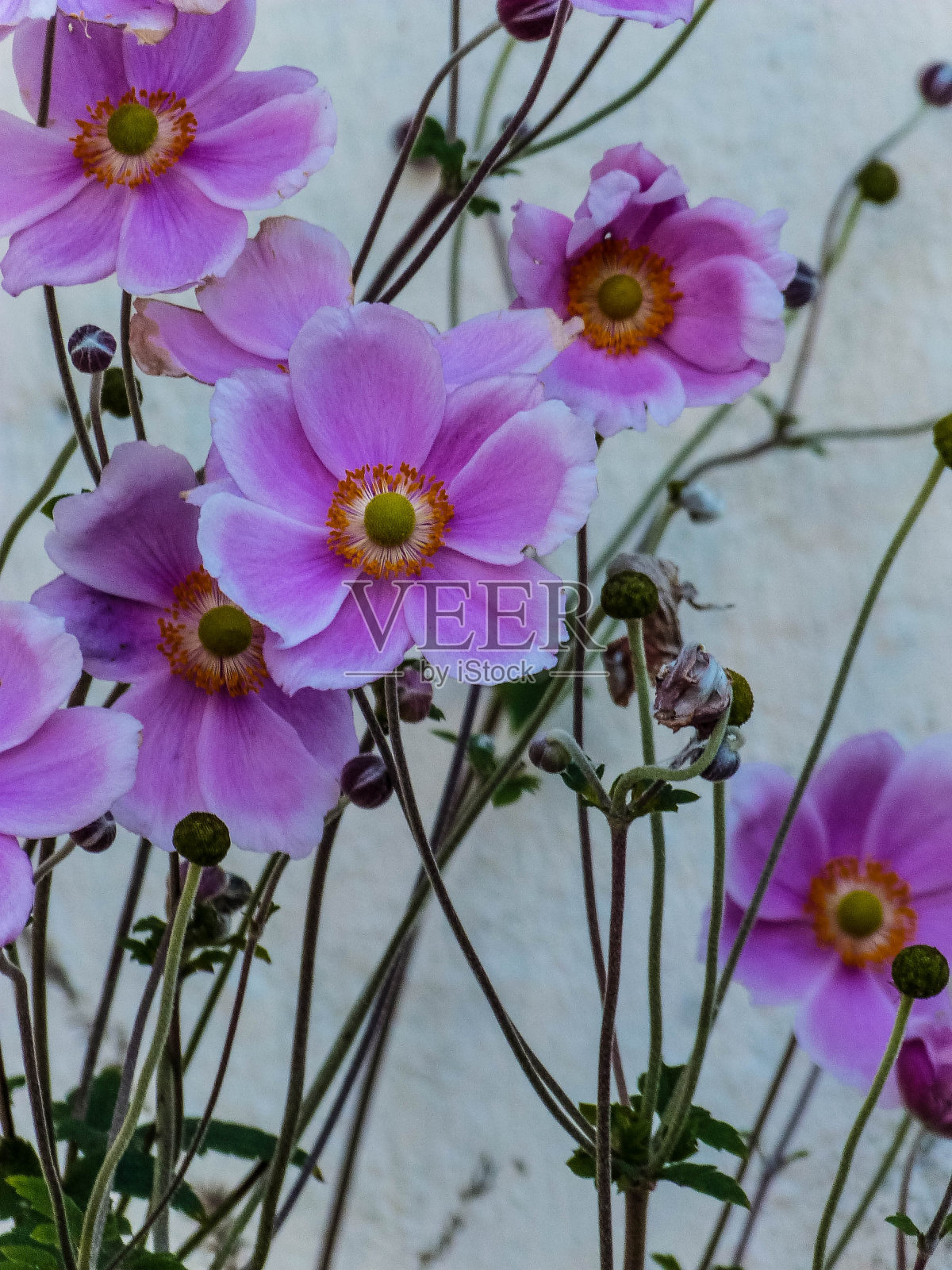 美丽的粉红色花朵在夏天盛开照片摄影图片