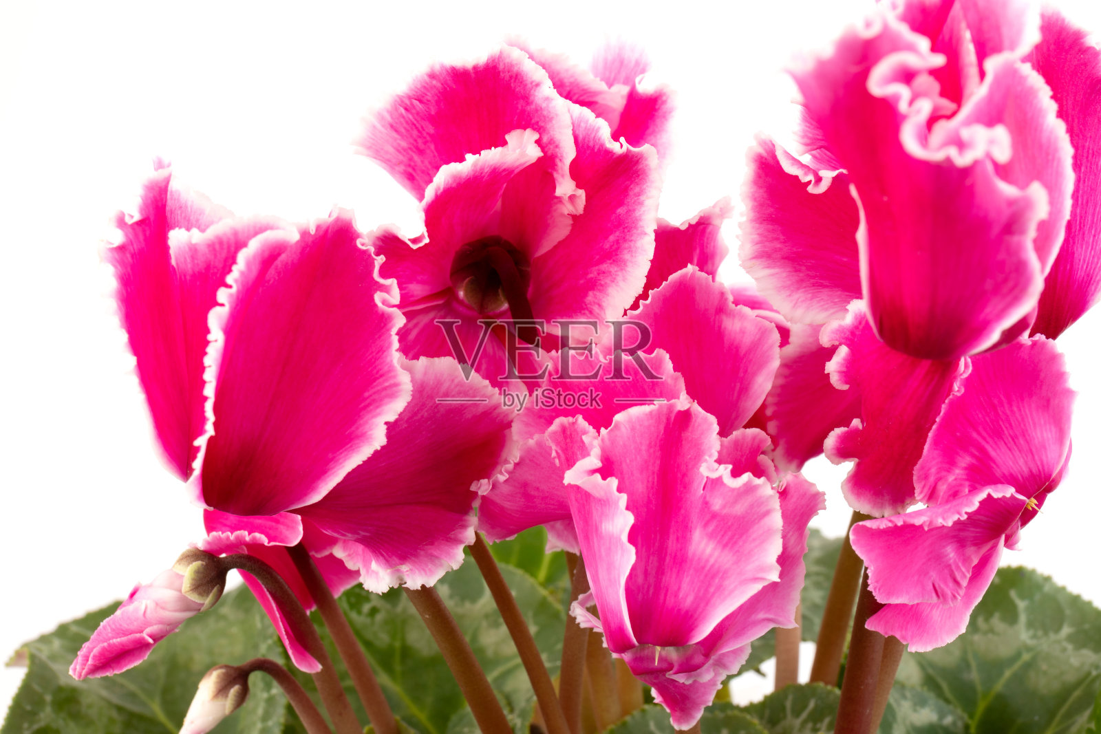 仙客来,常青藤叶仙客来,与粉红色的花,孤立在白色的背景照片摄影图片