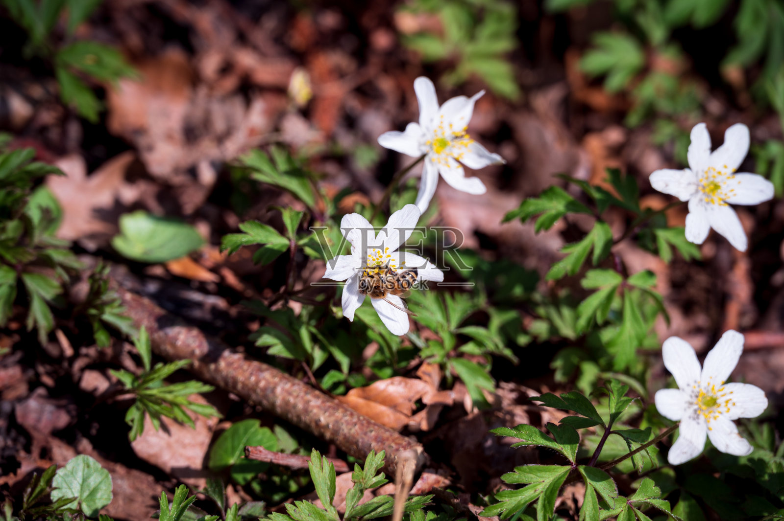 春天,蜜蜂栖息在森林地上的木银莲花上照片摄影图片