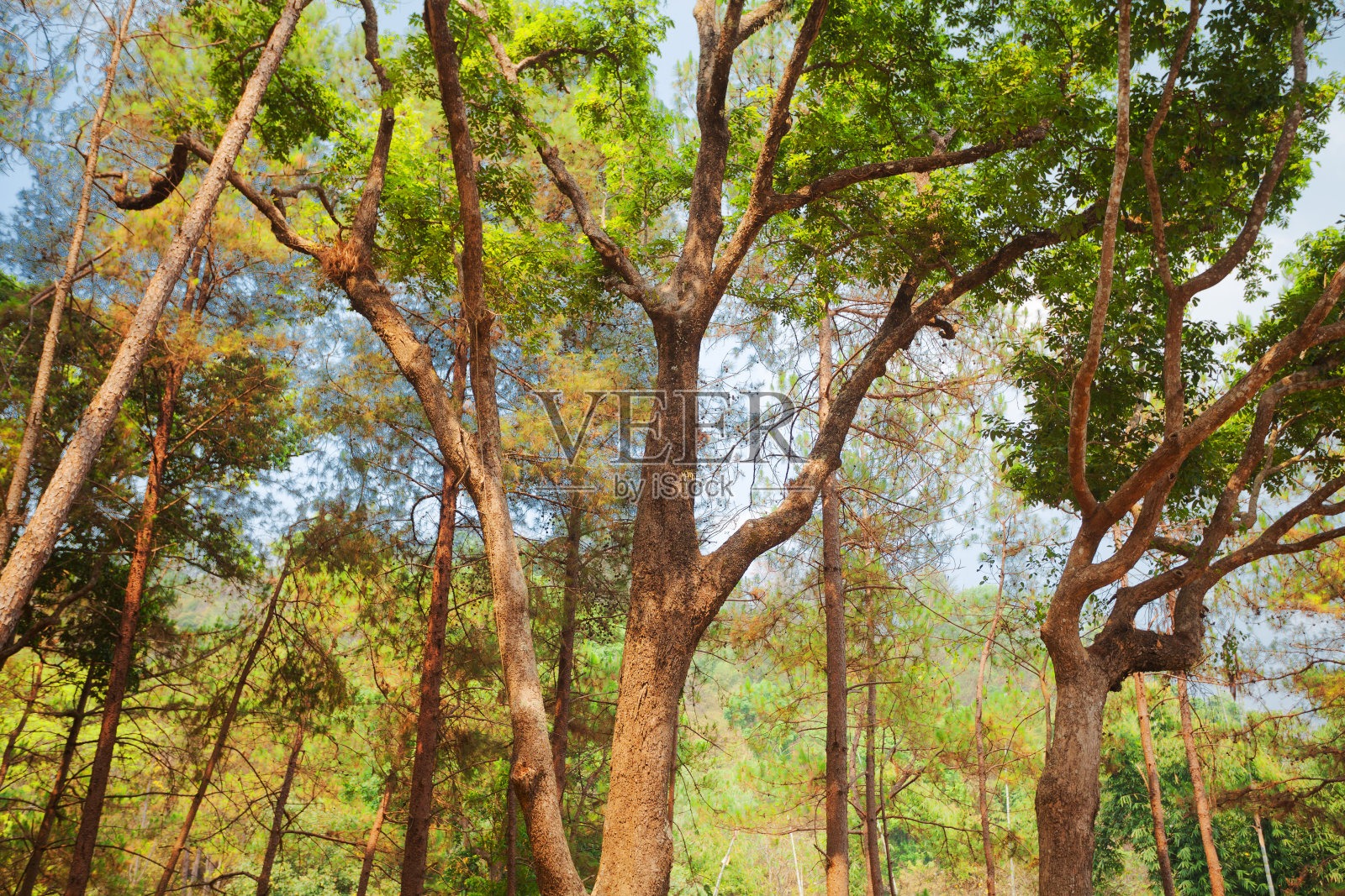 混交林在清迈省照片摄影图片